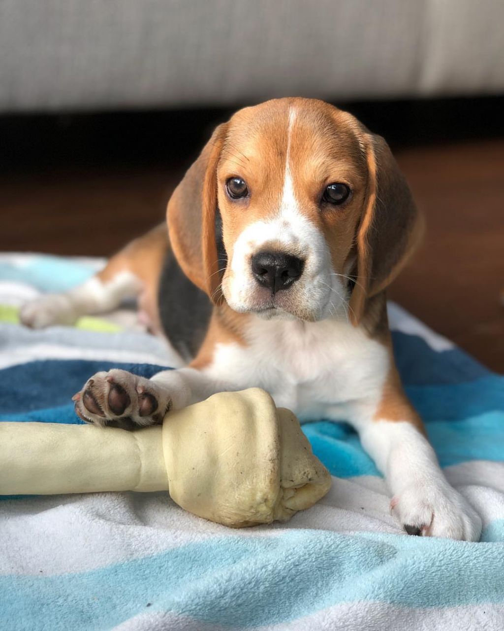 Billy male puppy