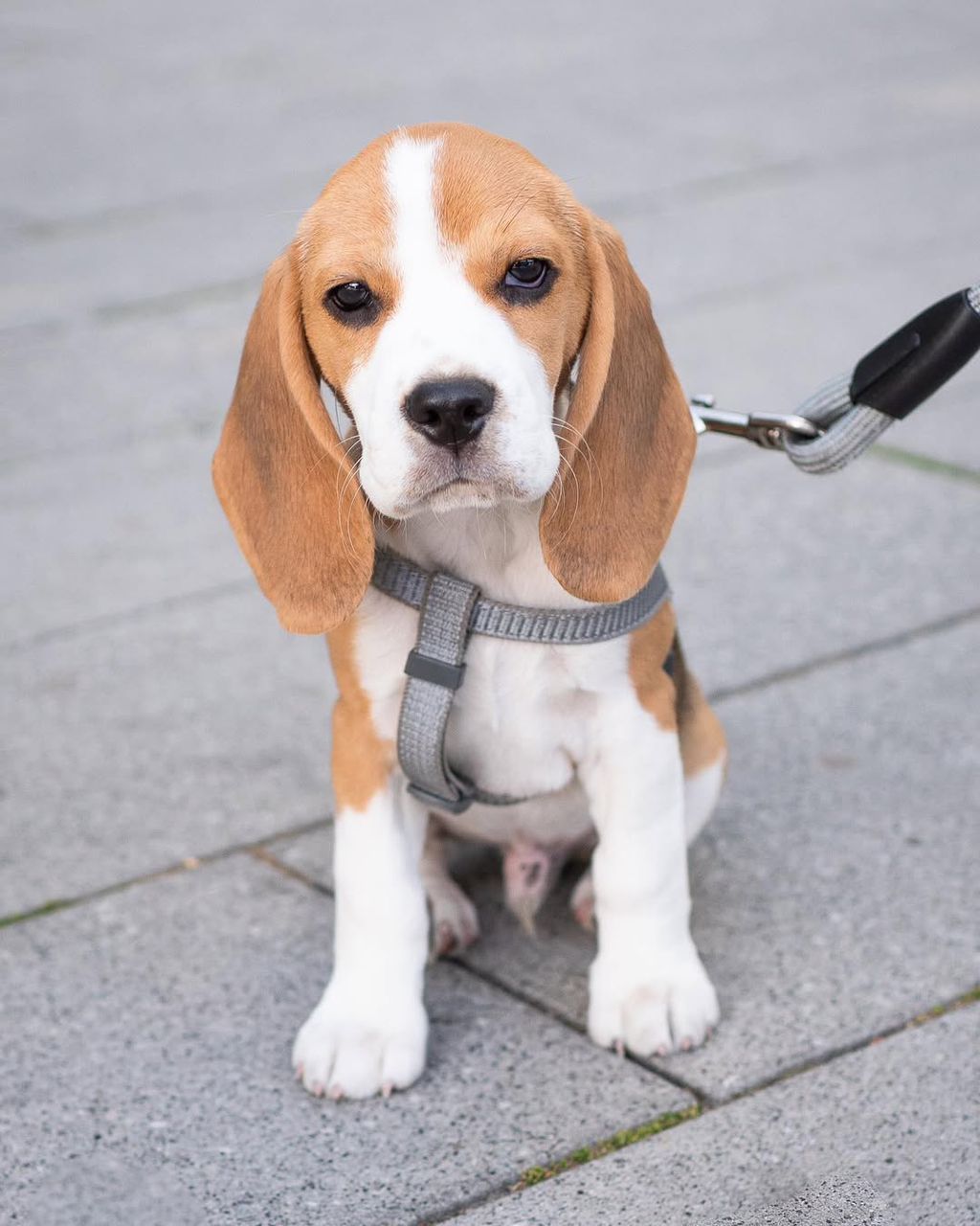 Bob male puppy