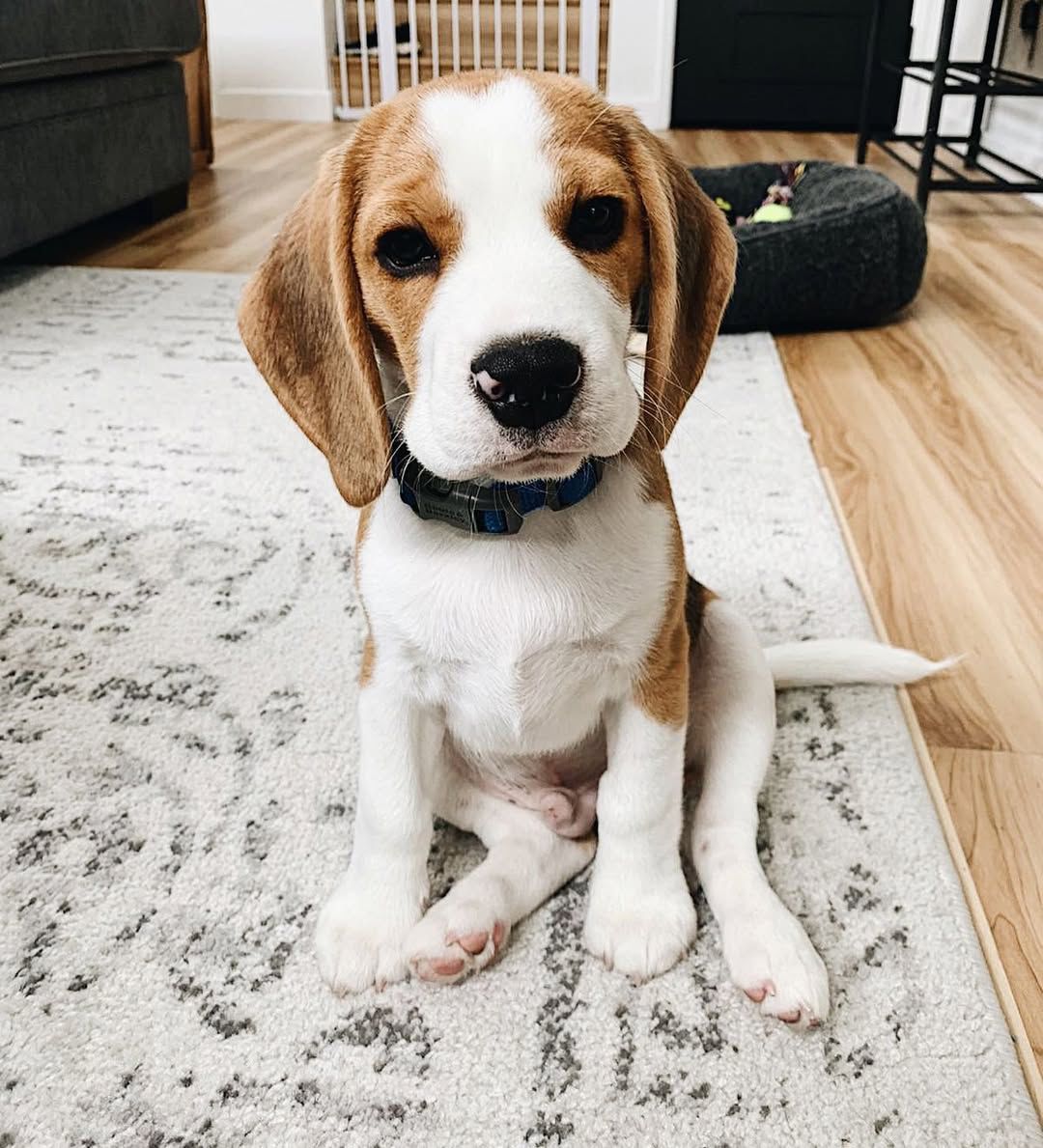Bowser male puppy