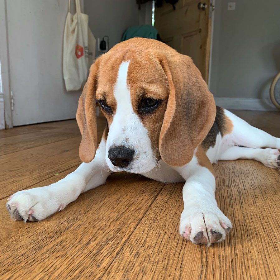 Clover female puppy