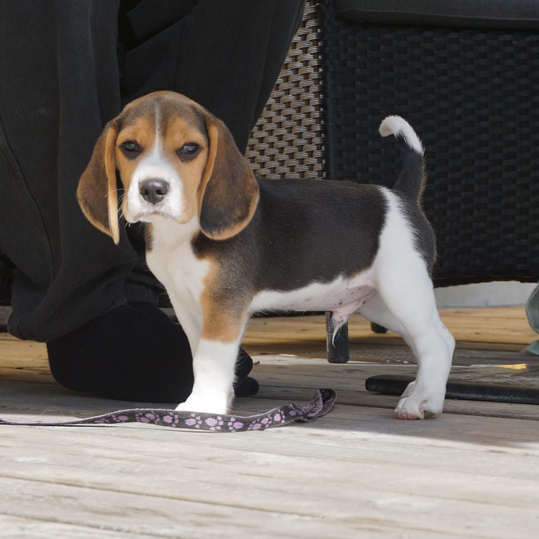 Diesel male puppy