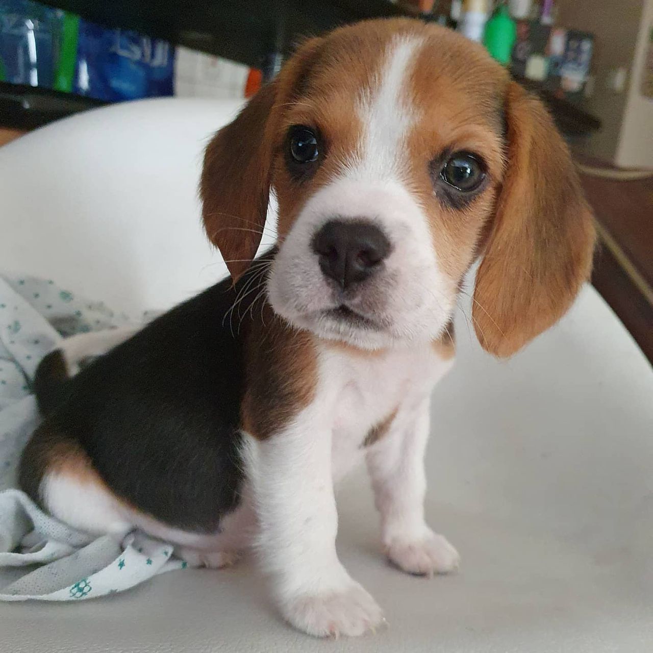 Gigi female puppy