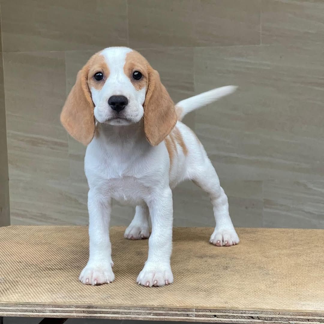 Joy female puppy
