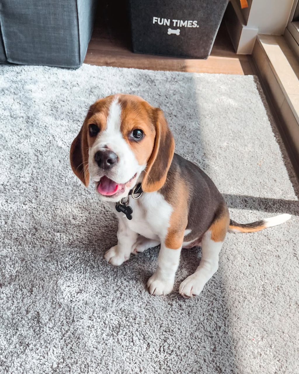 Mika female puppy