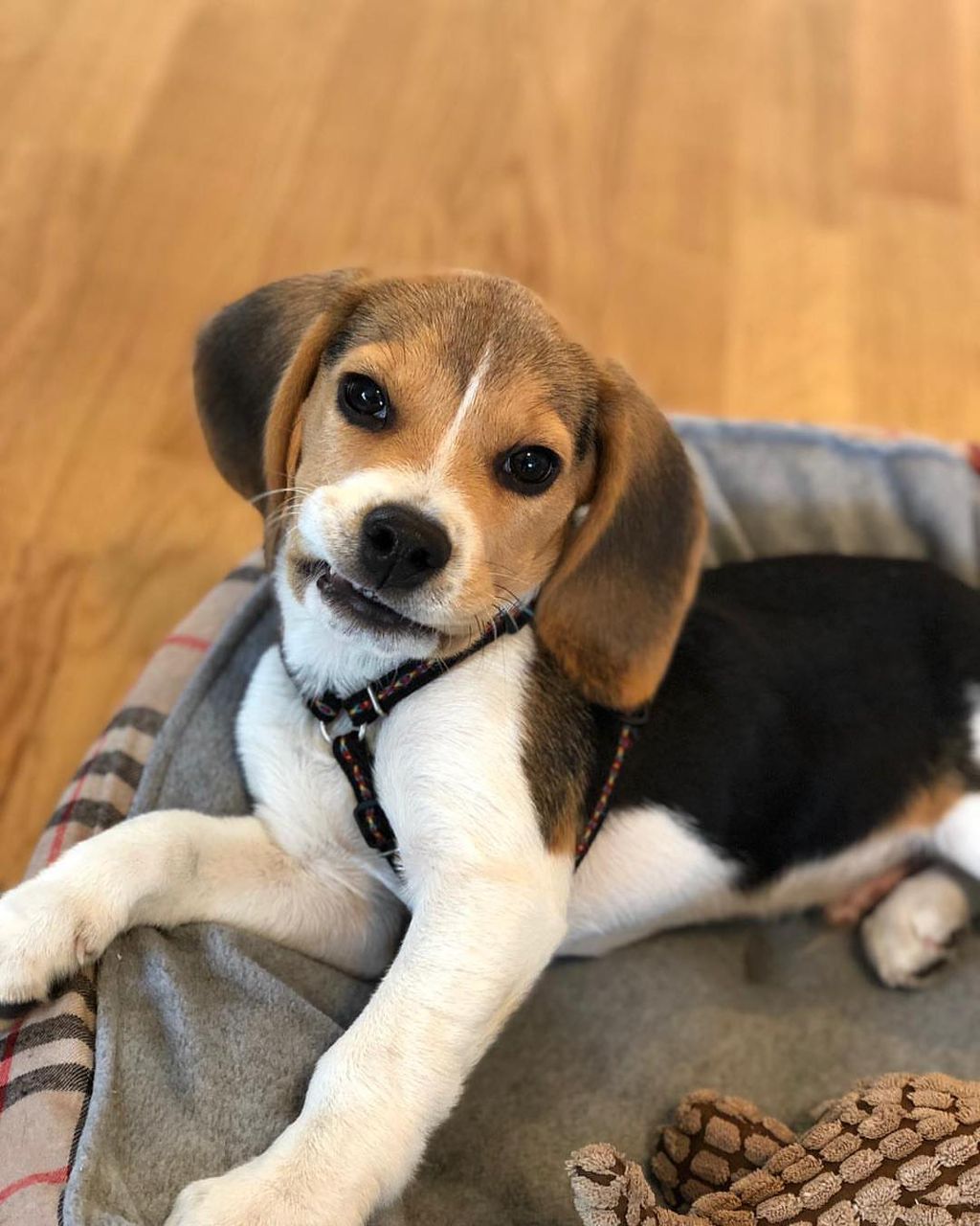 Pierre male puppy