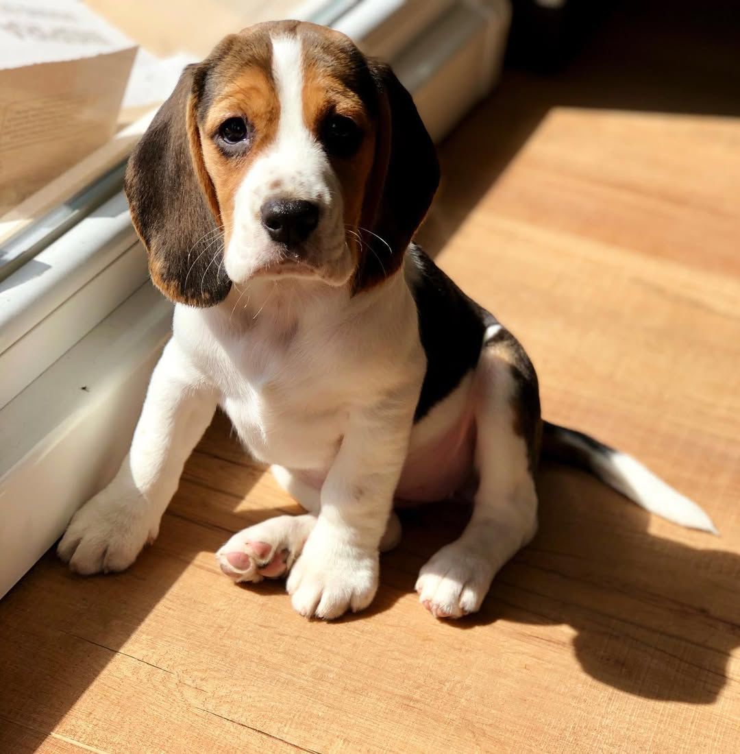 Pippa female puppy