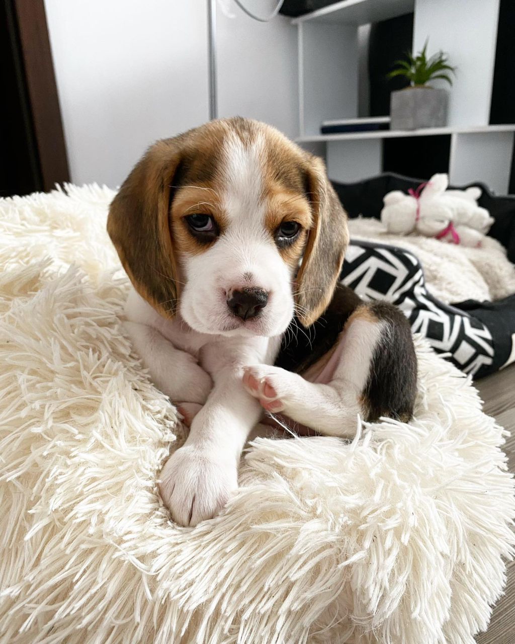 Tasha female puppy