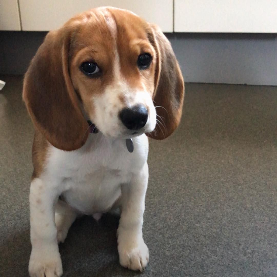 Wendy female puppy